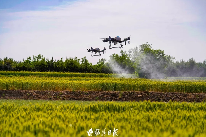 臨汾多地無(wú)人機“上崗”，助力夏糧穩產(chǎn)～